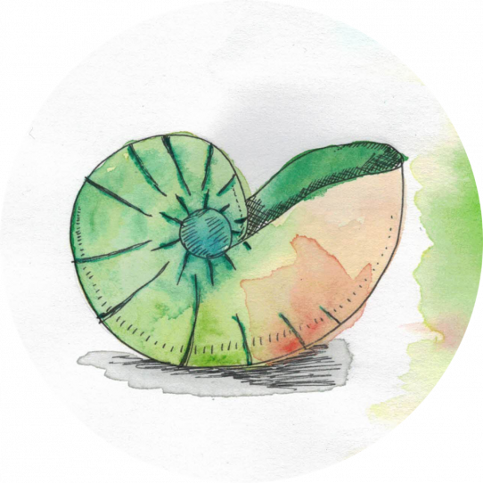 Nautilus in Aquarell